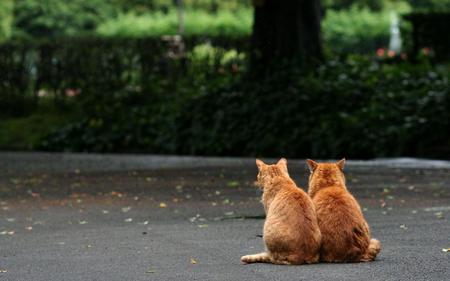 Cats-friends - nice, cat, couple, animals, cats, friend