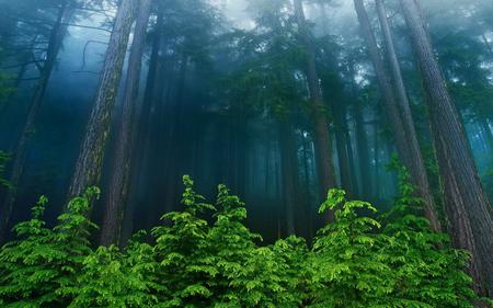 Mystic-Fores - nature, forests, trees, beautiful