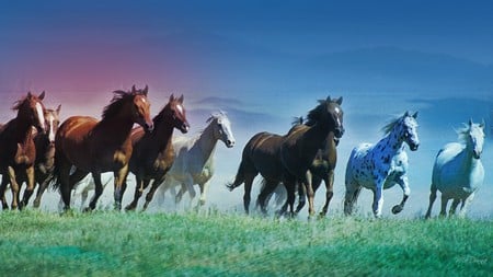 Forever Free - horse, pink, running, grass, blue, horses, sky, firefox persona, field