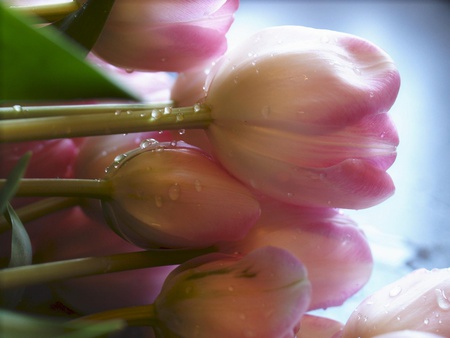 Beautiful tulips - flowers, tulips, tenderness, water drops, beauty, spring, pink