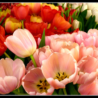 Tulips