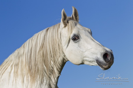 Shagya-Araber - horses, hungary, hungarian, crossbreed, arabian, grey