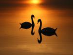 SUNSET SWANS