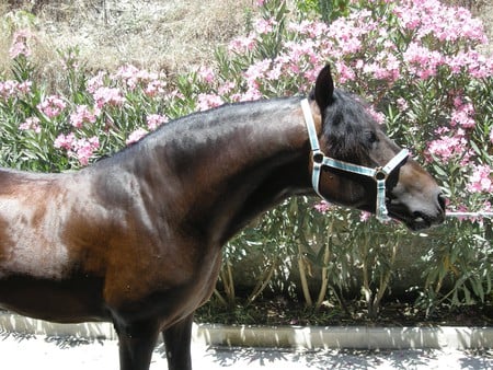 Among Flowers - flowers, spanish, horses, bay, andalusian