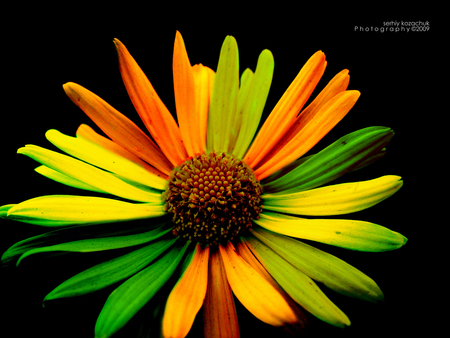 PRETTY PETALS - orange, yellow, petals, green