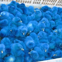 A BASKET FULL OF BLUE