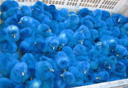 A BASKET FULL OF BLUE - chick, basket, baby, blue