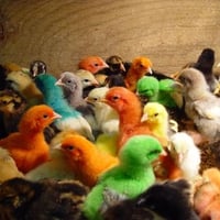 COLORED CHICKS