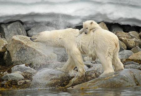 white bear family - white, nature, baby, bear, wild, family, mother, polar