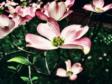 spring time - flower, pink, beauty, spring, colour, nature