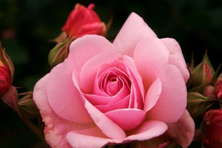 Rose - beauty, pink, pink rose, rose, flower