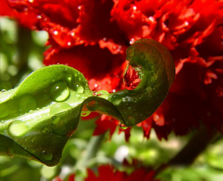 after rain - nature, red, rain, flower, after