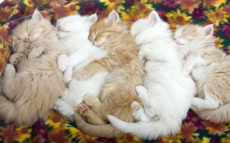 Five Sleepy Cats - white, five, sleepy, brown, cats