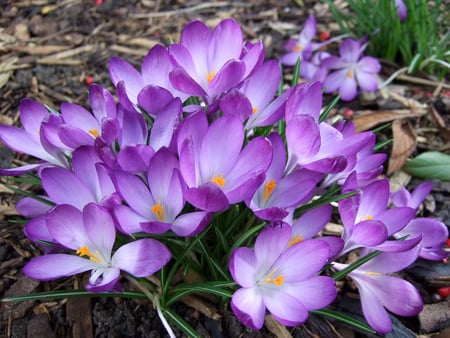 crocus - purple, beautiful, garden, spring, crocus