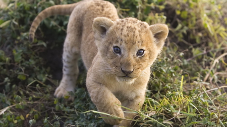 Cub - whiskers, cub, fur, lion, going, feline, paws, baby, big cats, grass, claws, wildlife, paw, cat, beast of prey, walking, cute baby animals, lion cub, nature, animal, photo, tiger