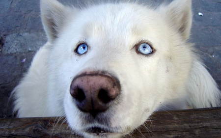 Lazy Day - white, beautiful, cute, lazy, dog, blue eyes