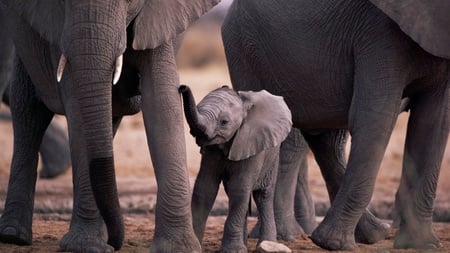 Little Dumbo - i, l, n, r, o