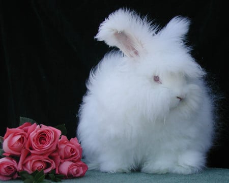 RUBY RABBIT - ruby, white, rabbit, angora