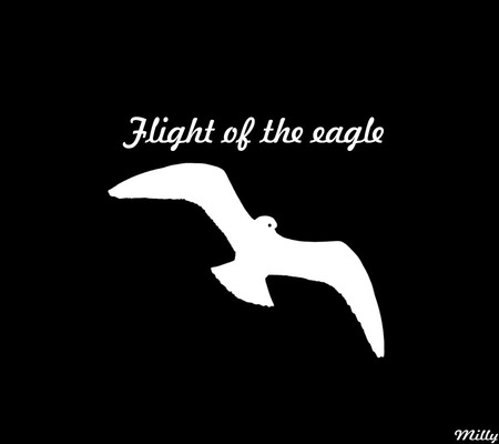 Flight of the eagle - white, black, eagle, fly