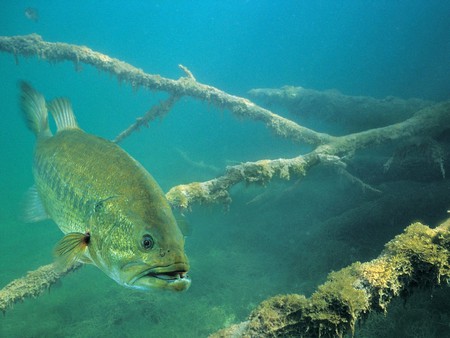 Bass - nice fish, big mouth, large mouth, bucket mouth