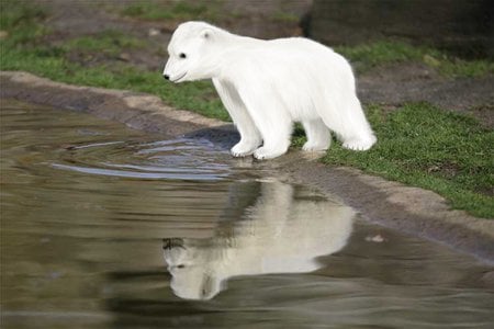 Sweet Knut - bear, polar, zoo, berlin, knut