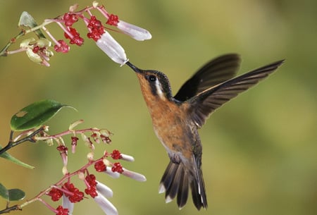 troated mountain gem coasta rica - troated, cute, bird, flower