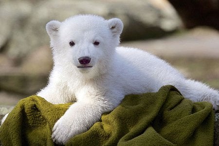 Baby Knut - bear, animal, polar, zoo, berlin, sweet, knut