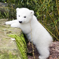 Knut bear