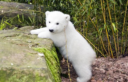 Knut bear - bear, animal, polar, zoo, berlin, sweet, knut