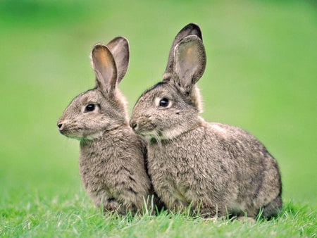 Hares - rodent, animal, grass, couple, hare, sweet