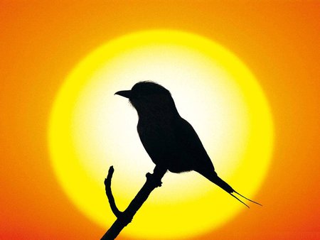 Bird - silhouette, sunset, bird, sun