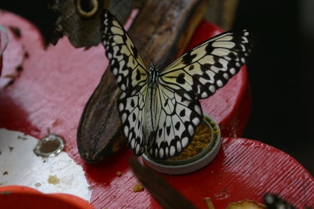 butterfly - animal, wildlife, butterfly, butterflies