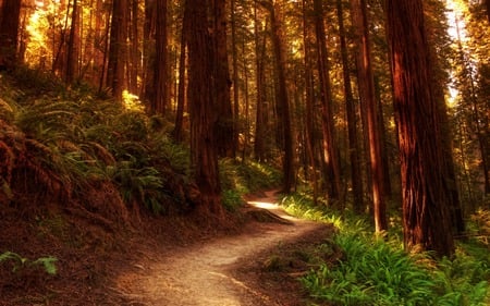 Path In The Forest