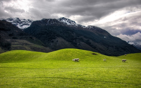 Landscape - hills, landscape, grass, new zealand, sheep, view, paradise, sky, sheeps, clouds, beautiful, beauty, lovely, nature, green, mountains, peaceful, animals