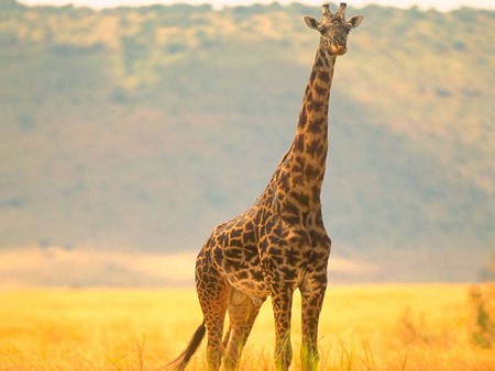 Giraffe - africa, animal, mountain, giraffe