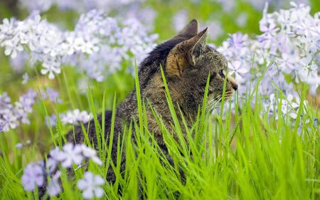 Cat on violet flower garden - flower, kitten, cat, violet, feline, nature, grass