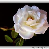 A WHITE ROSE FOR YOU TEU109