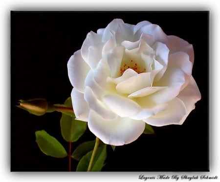 A WHITE ROSE FOR YOU TEU109 - for, friendship, beautifu, expression