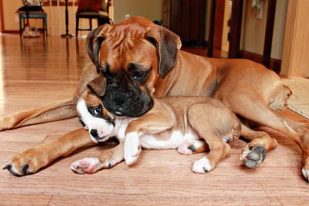 BEST OF FRIENDS LIKE TO ROUGH-HOUSE - puppy, adorble, dog, cute, plus