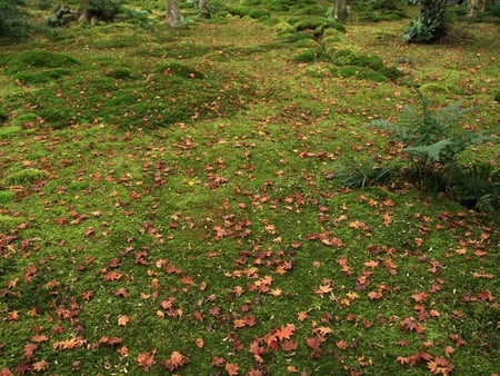 It's Autumn - nature, autumn, field, leaf, rust