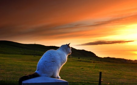 NATURE LOVER - white, nature, evening, cat, golden, admires, sunset, watching