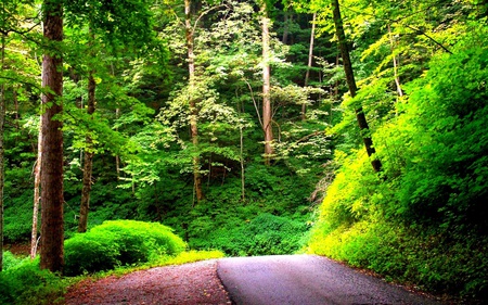 Forest - leafs, forests, trees, nature, beautiful, green, road