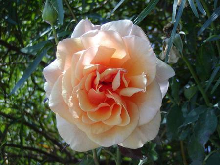 rose-3c - nature, photography, beautiful, flowers, rose, flower