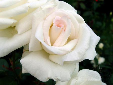 white-rose - white, nature, beautiful, rose, flower