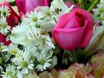 pink-rose-with-gerbera-daisy