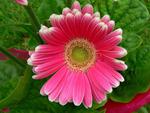 pink-shadded-gerbera-daisy