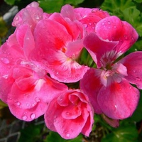 wet-pink-flower