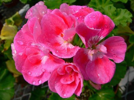 wet-pink-flower - nature, pink, beautiful, wet, flower