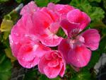 wet-pink-flower