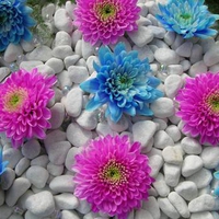 blue-and-purple-dahlia